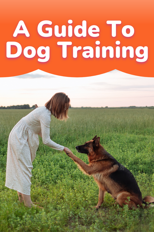 A Guide To Dog Training