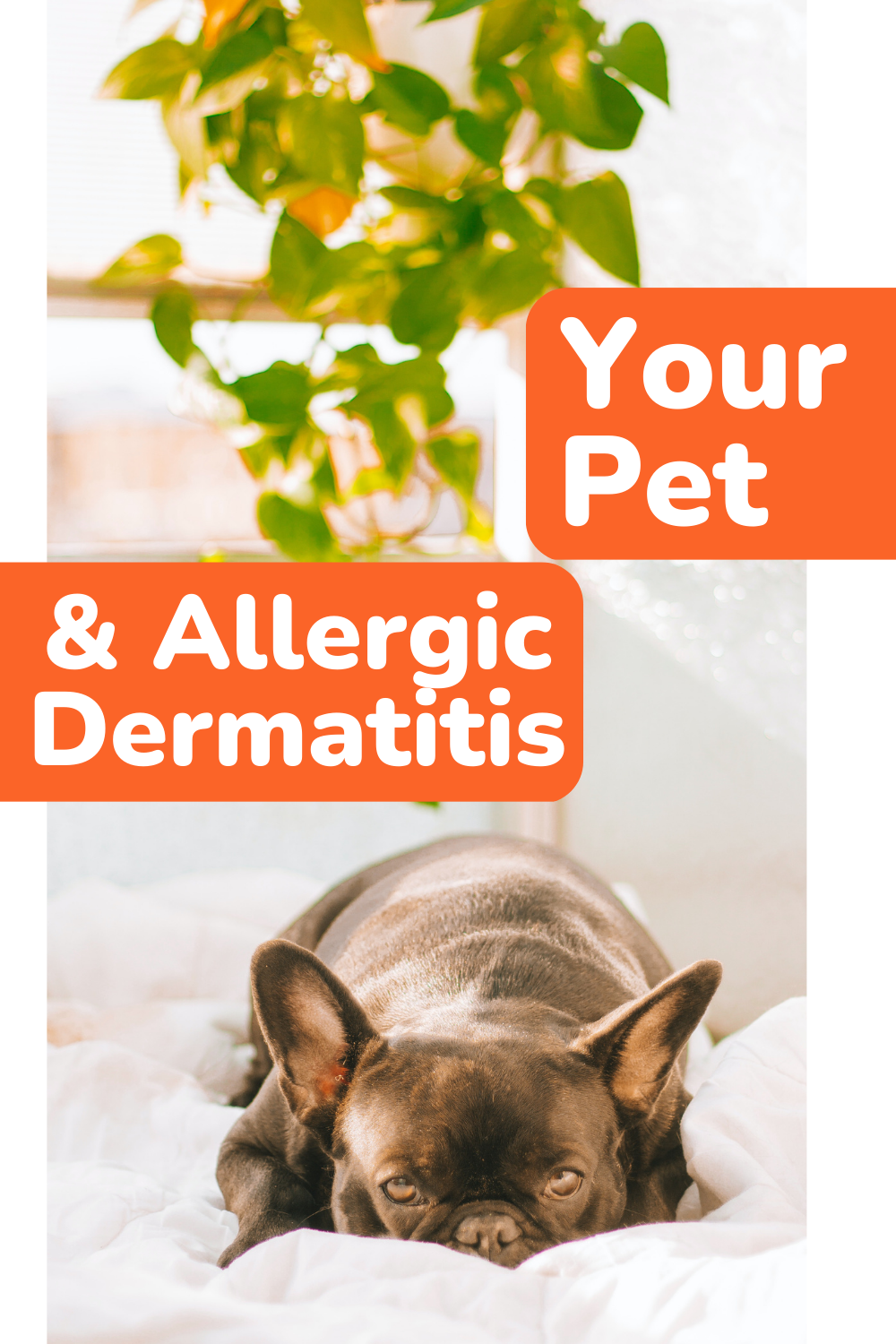 Your Pets And Allergic Dermatitis