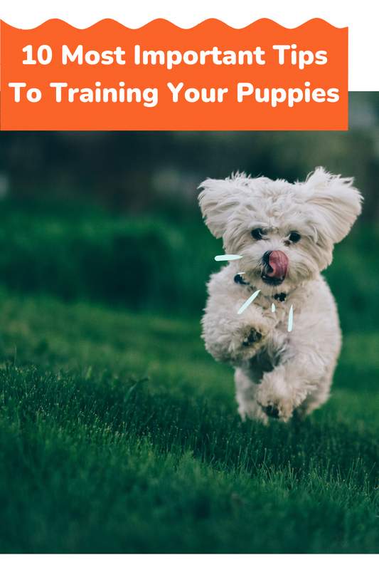 10 Most Important Tips To Training Your Puppies