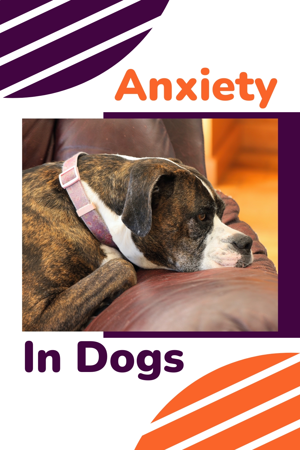 Anxiety In Dogs