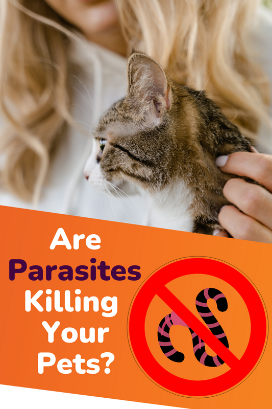 Are Parasites Killing Your Pets?