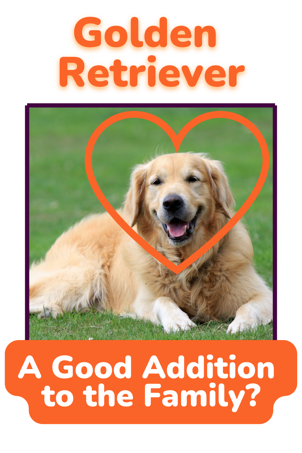 A Golden Retriever Might be the Right Addition to Your Family